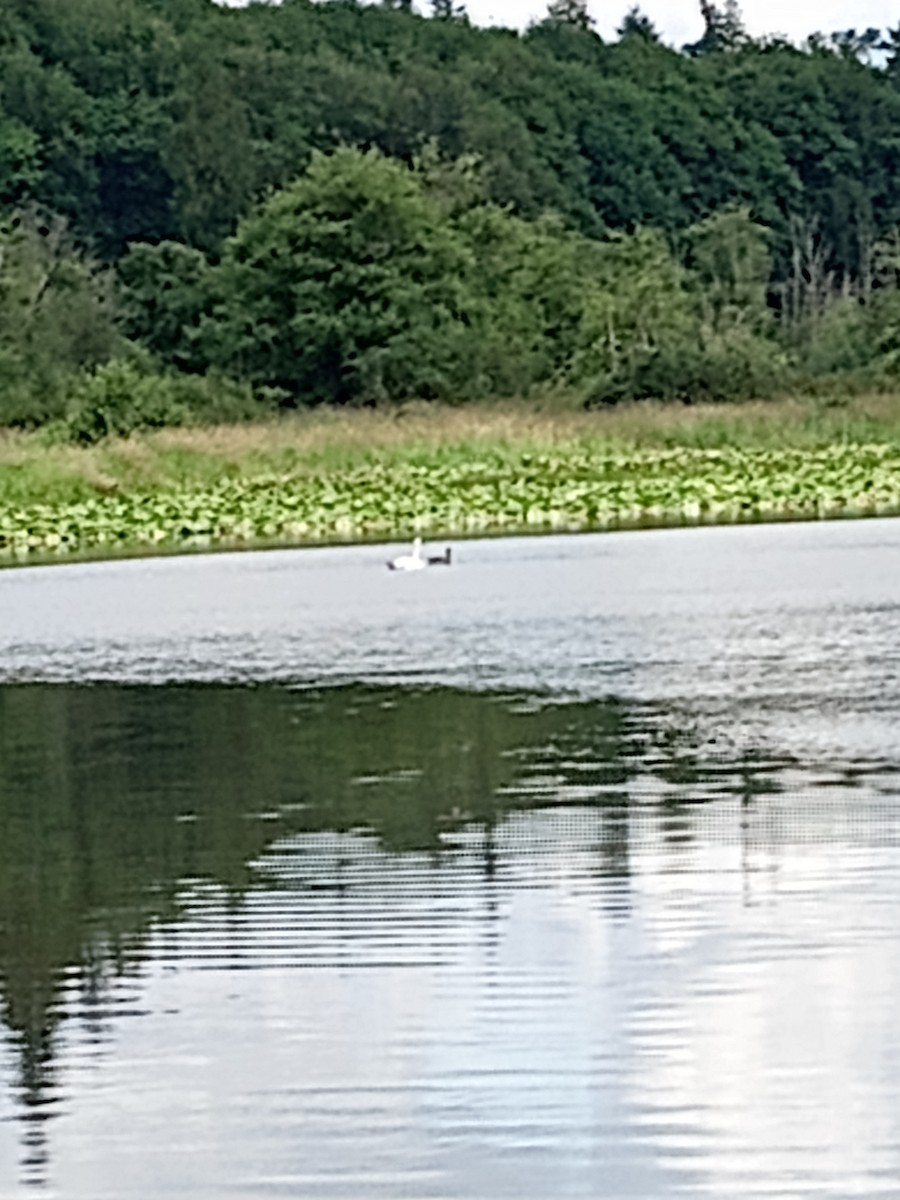 Trumpeter Swan - ML638197006