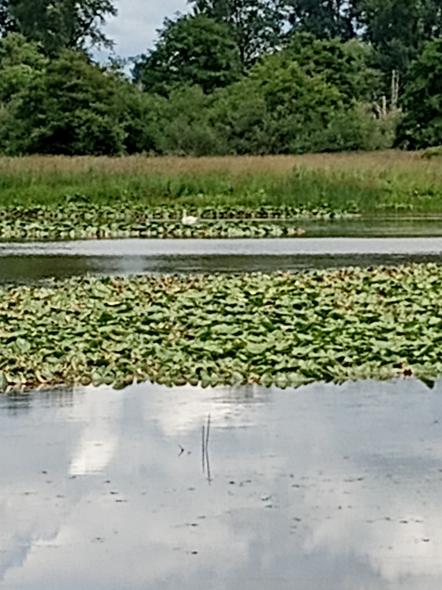 Trumpeter Swan - ML638197007