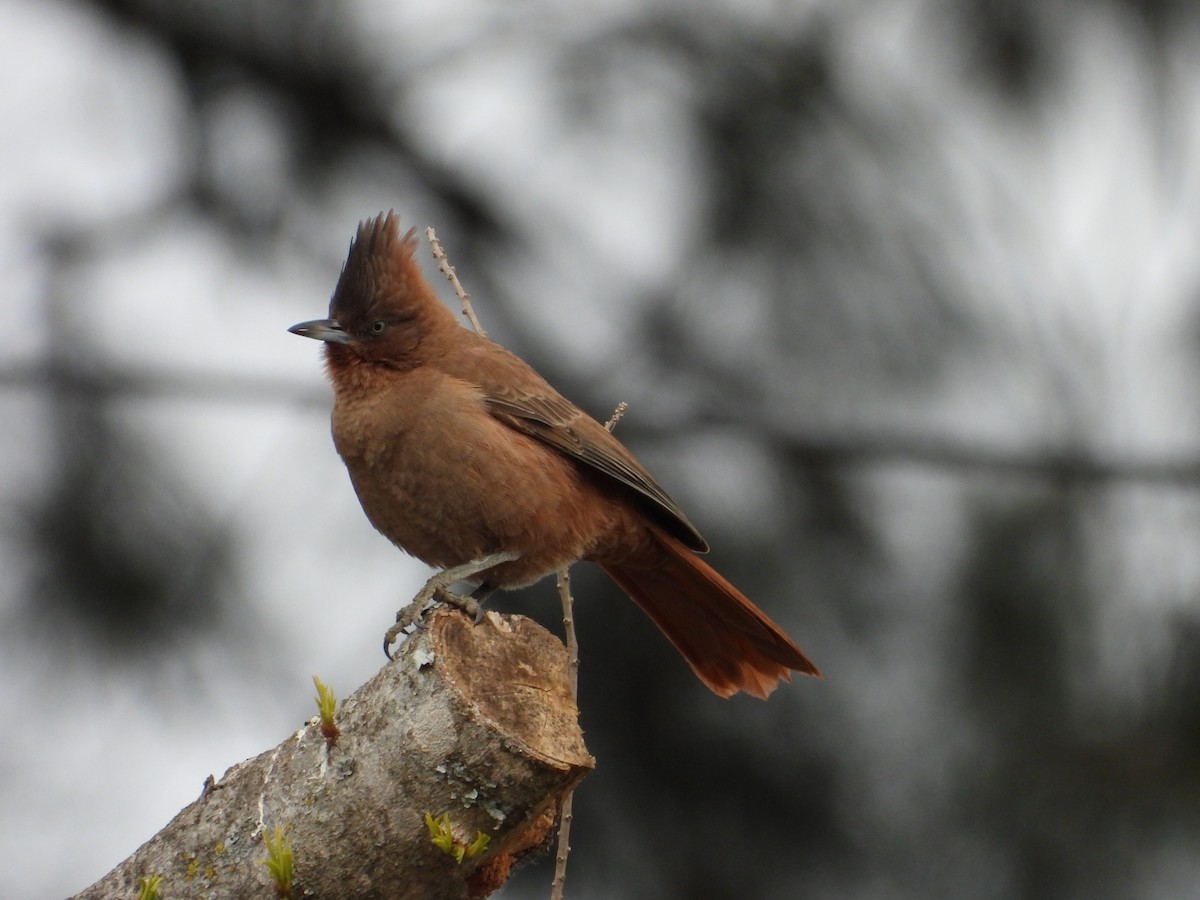 Brown Cacholote - ML638197009