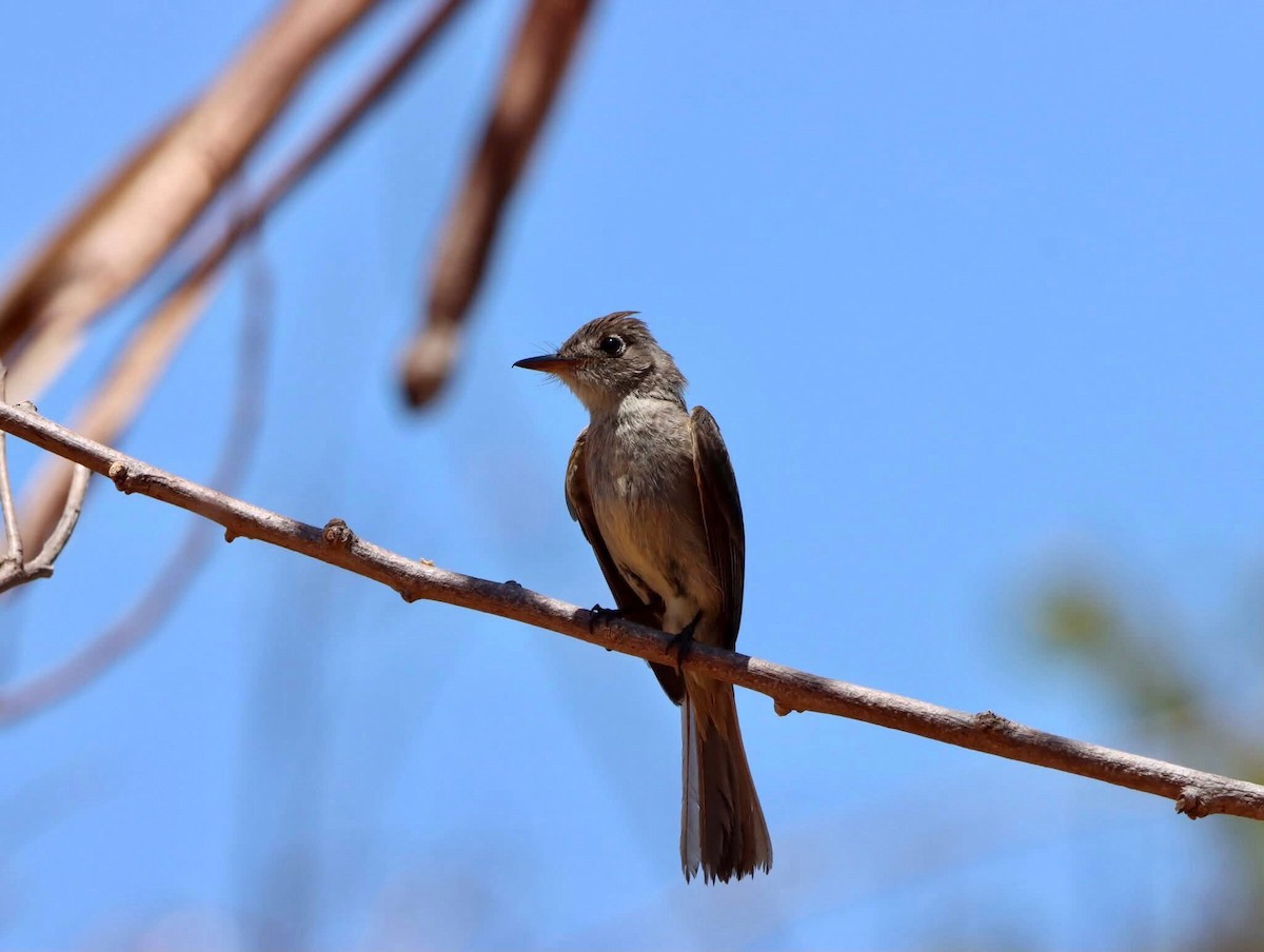 Cuban Pewee - ML638197019