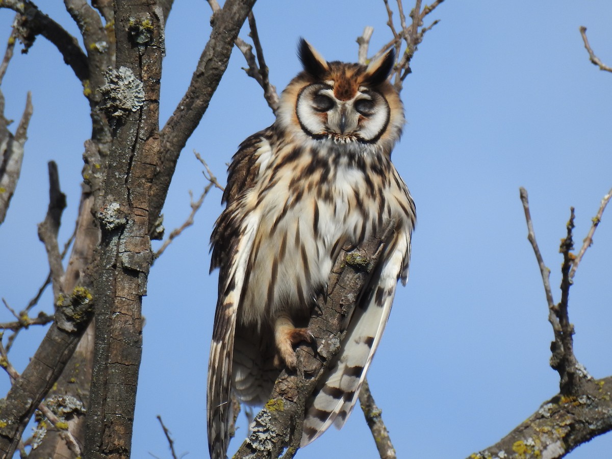 Striped Owl - ML638197040