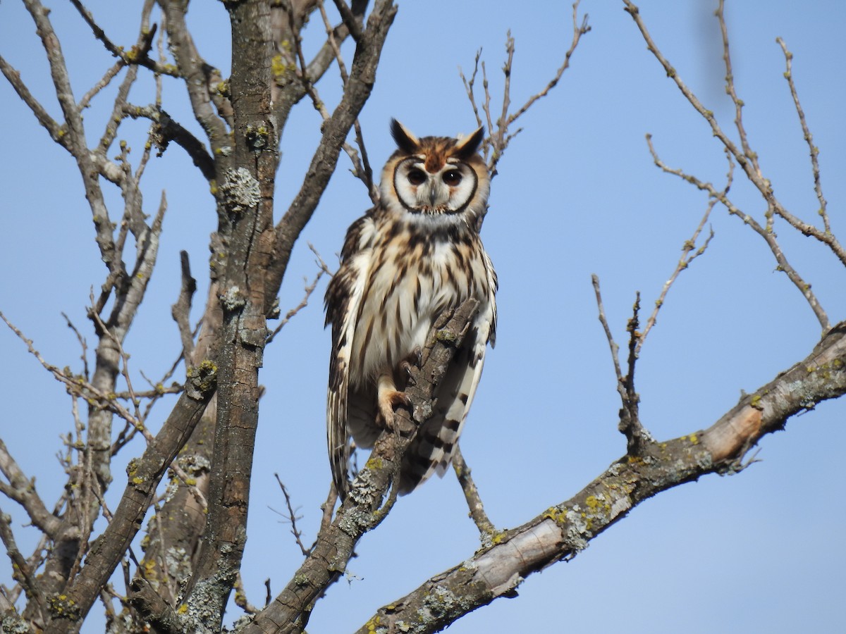 Striped Owl - ML638197066