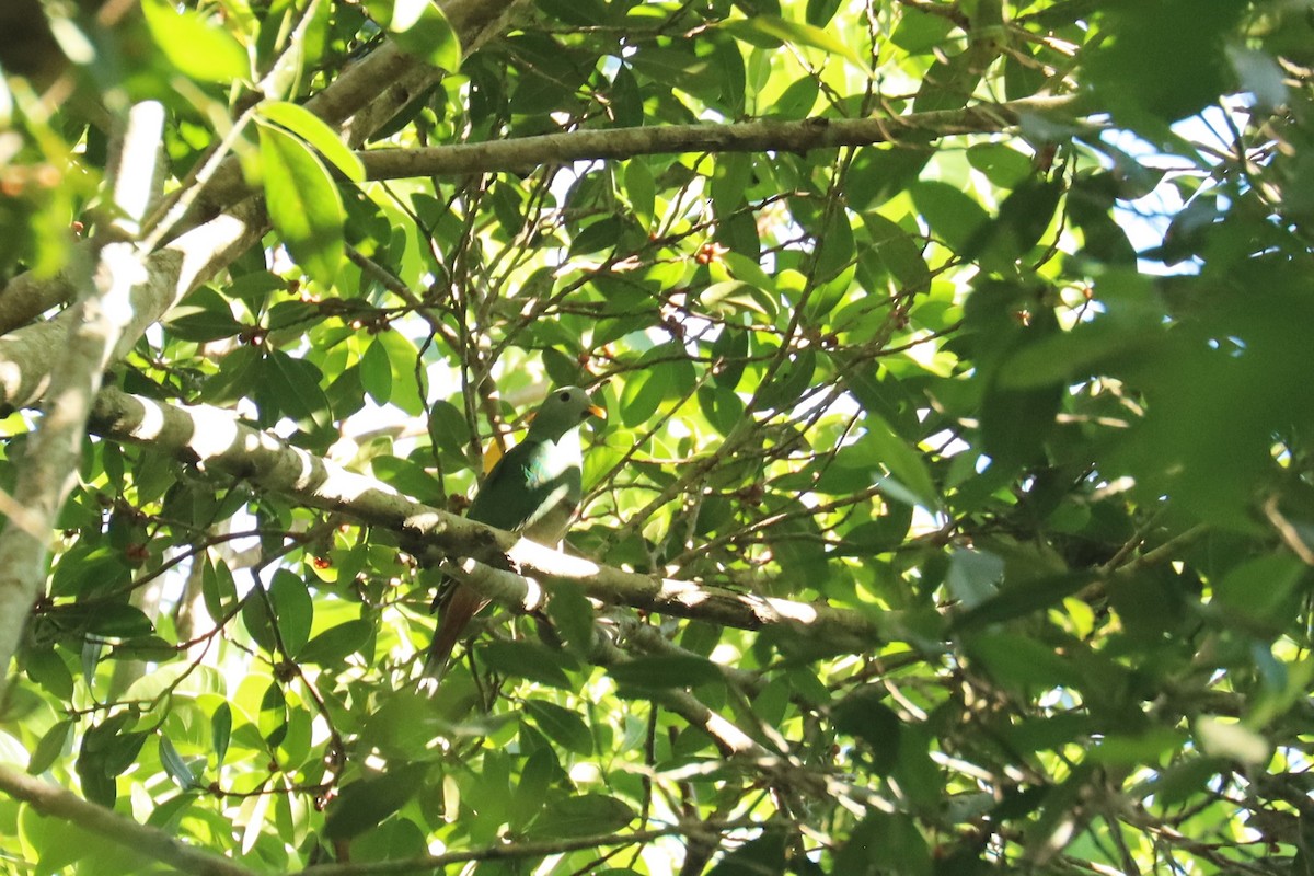 Black-chinned Fruit-Dove - ML638197083