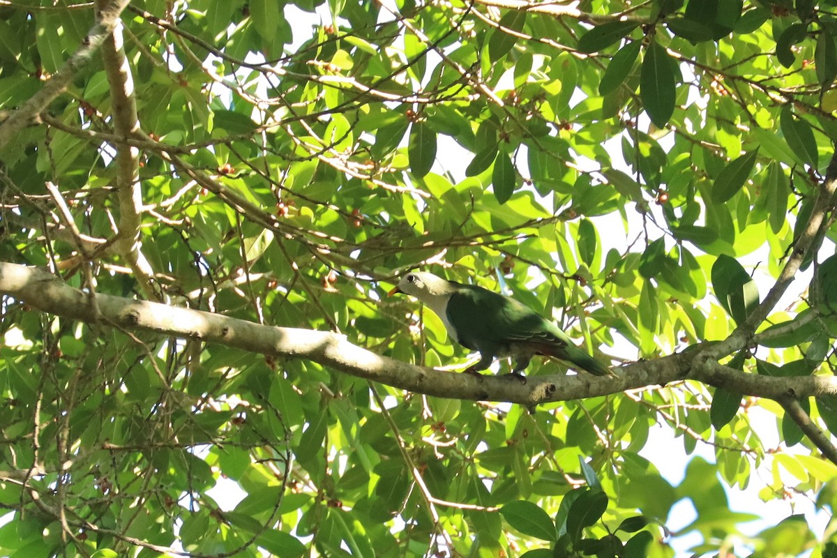 Black-chinned Fruit-Dove - ML638197084