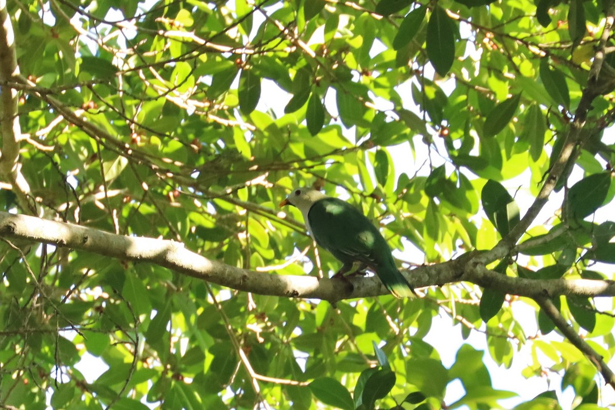 Black-chinned Fruit-Dove - ML638197090