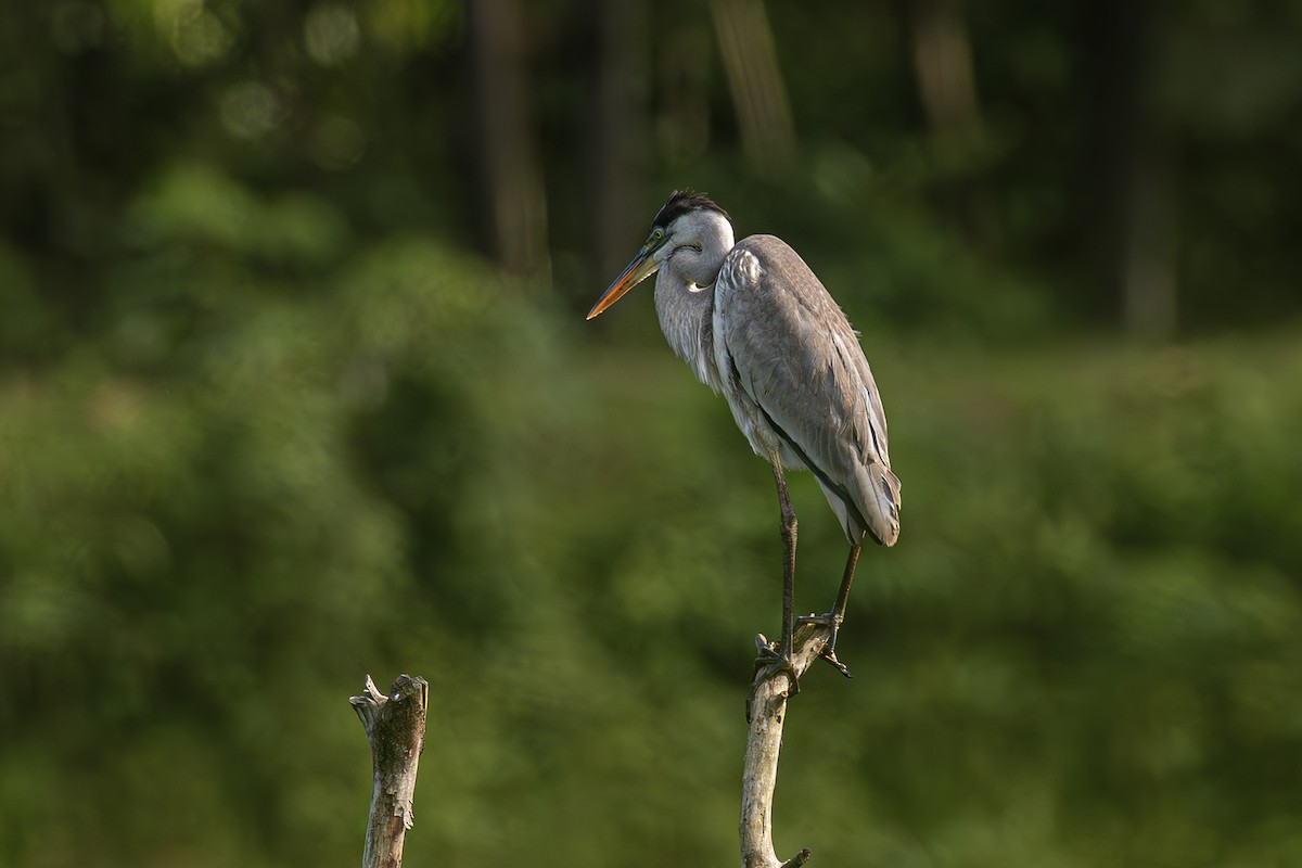 Cocoi Heron - ML638197110