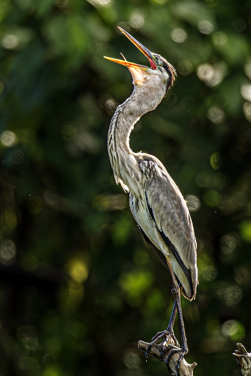 Cocoi Heron - ML638197111