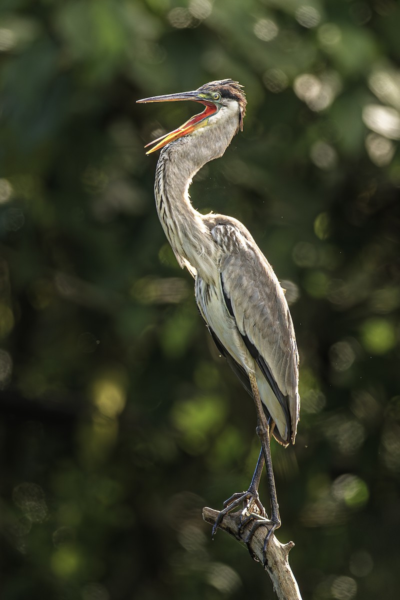 Cocoi Heron - ML638197112