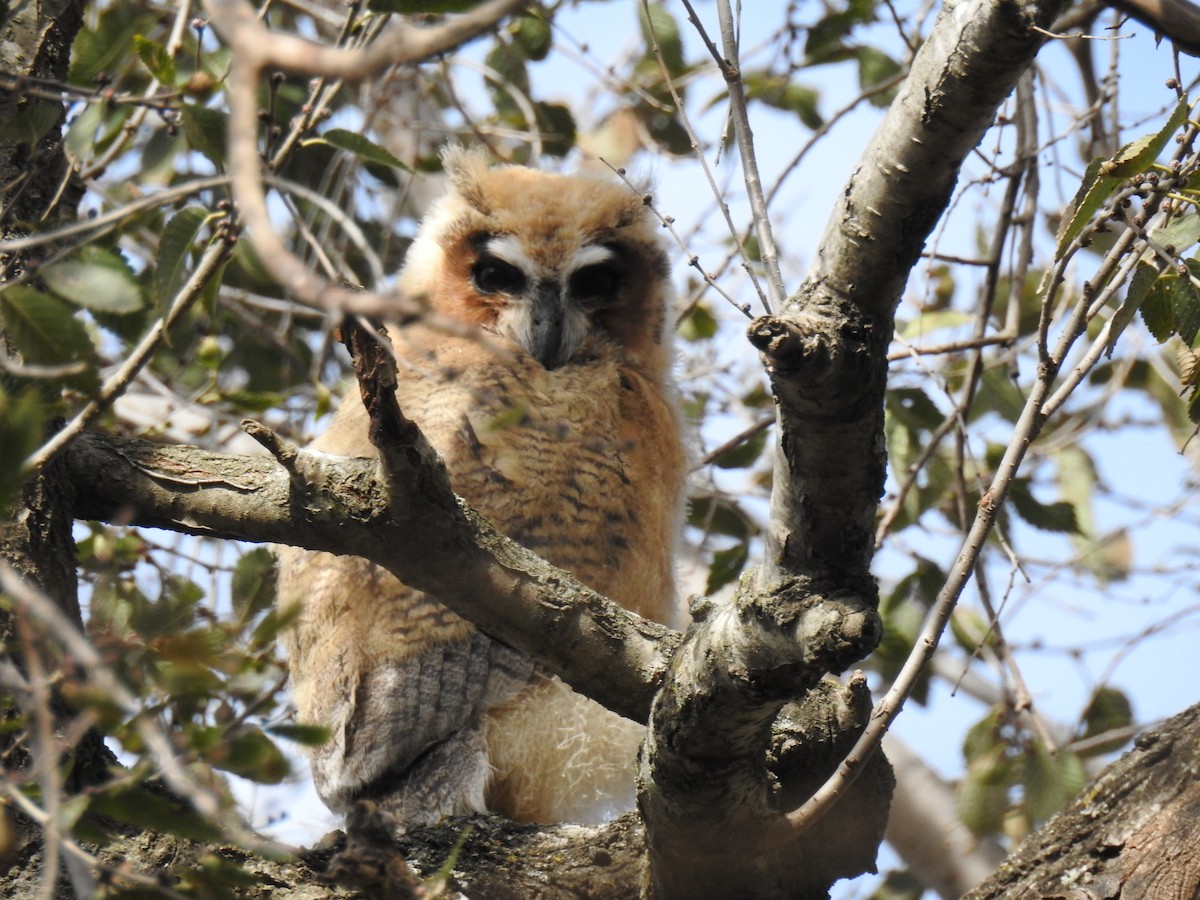 Striped Owl - ML638197116