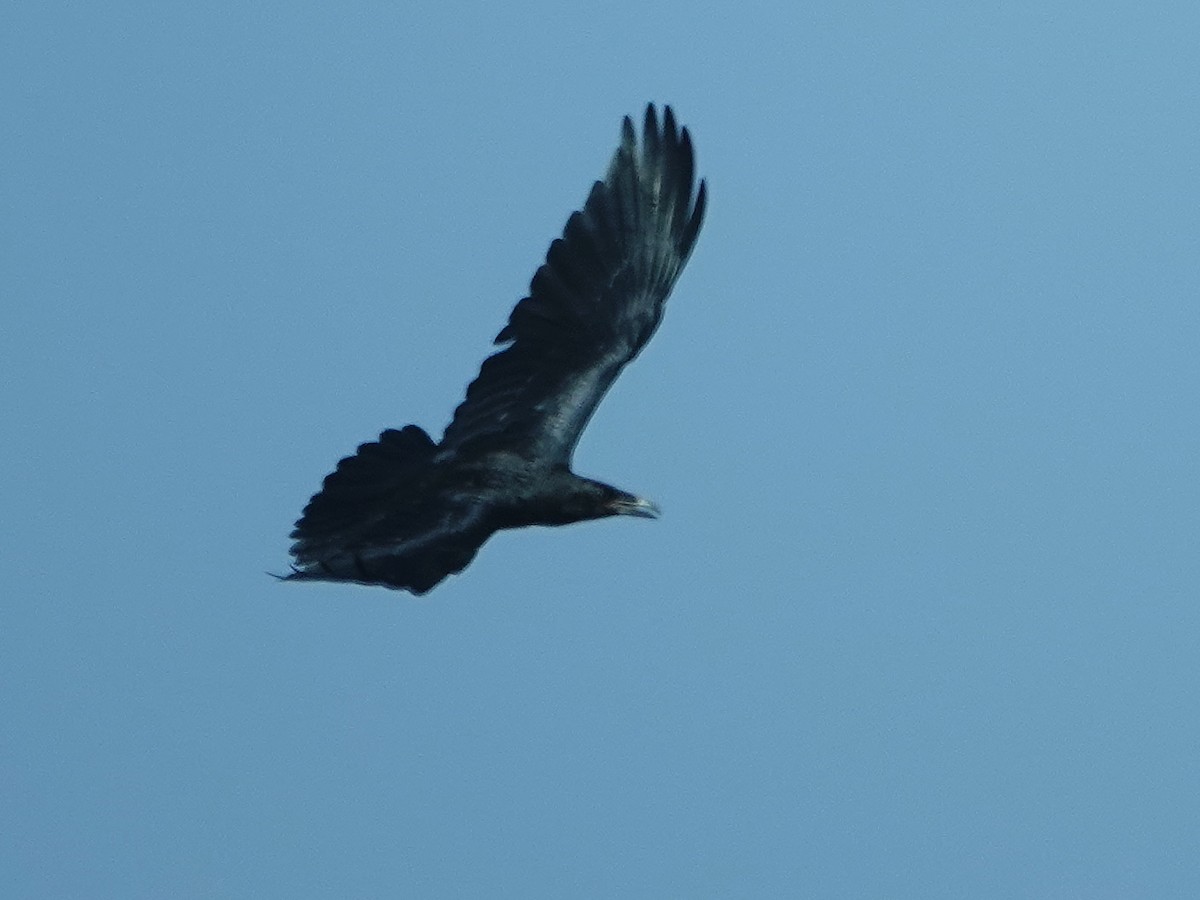 Brown-necked Raven - ML638197122