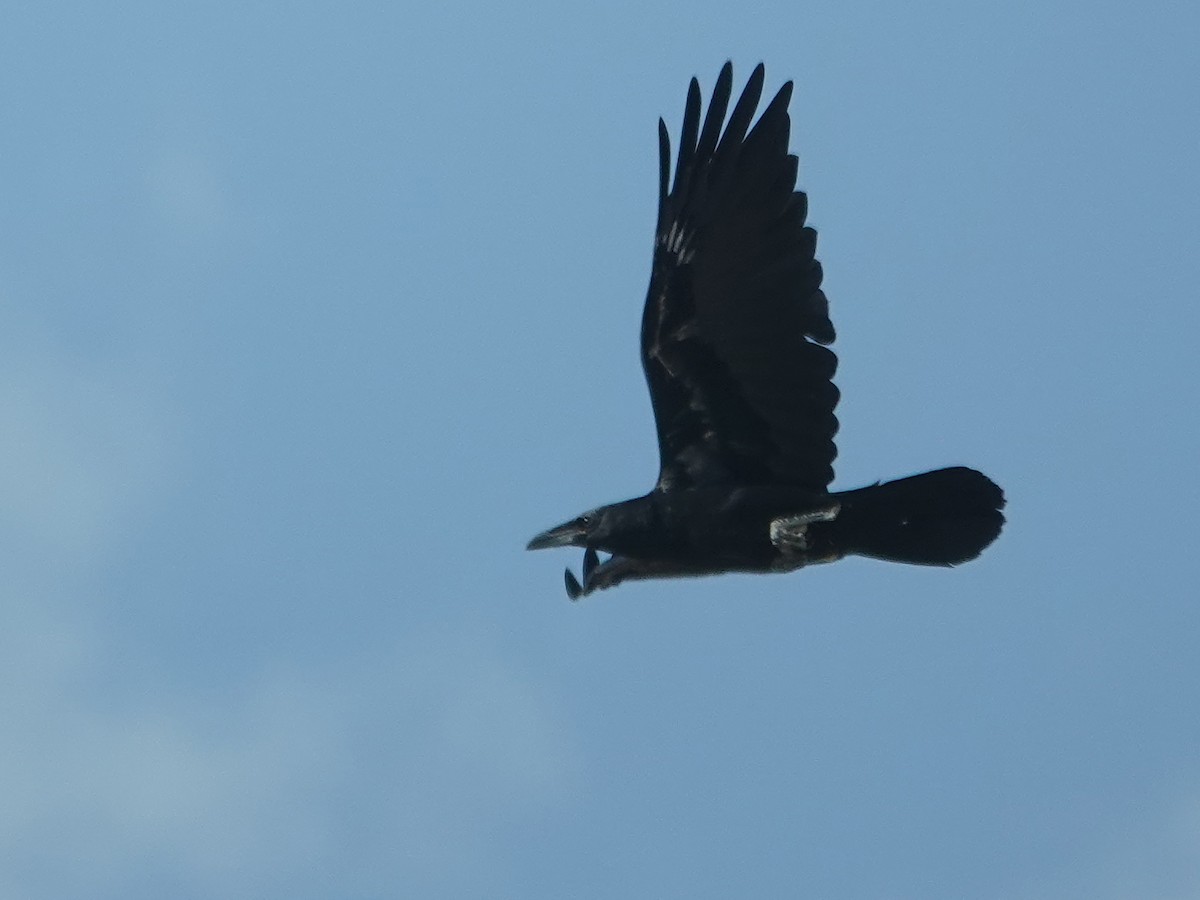 Brown-necked Raven - ML638197123