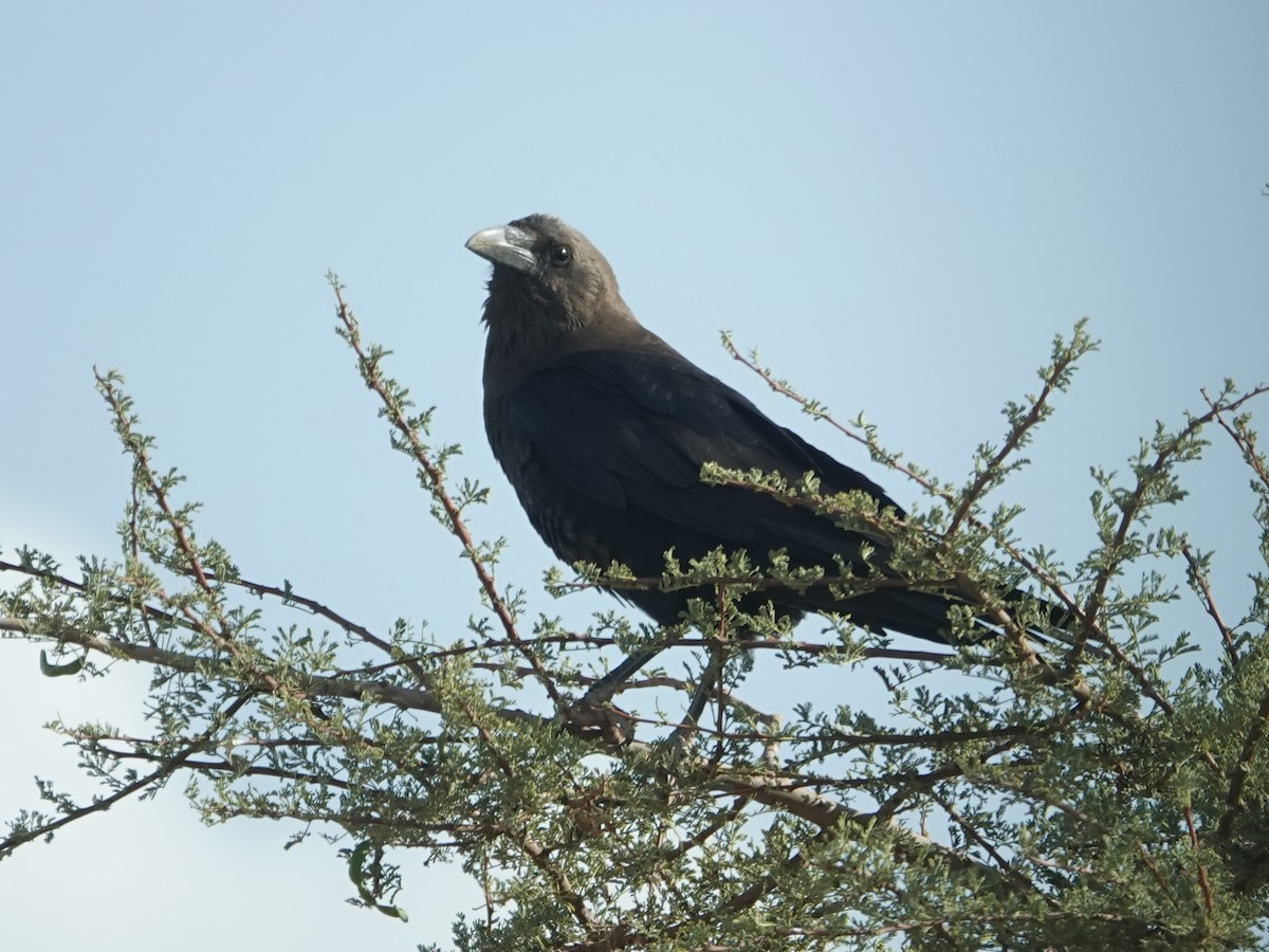 Brown-necked Raven - ML638197124