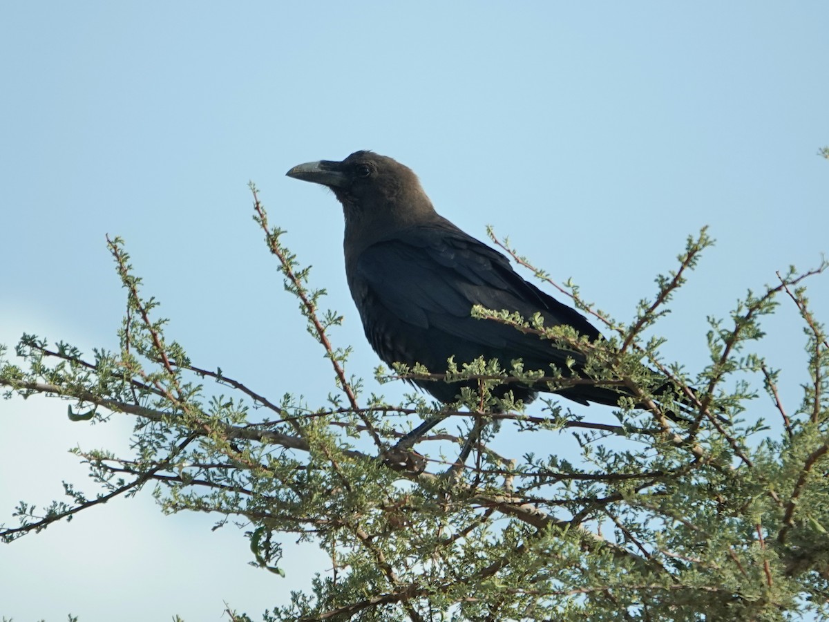 Brown-necked Raven - ML638197125