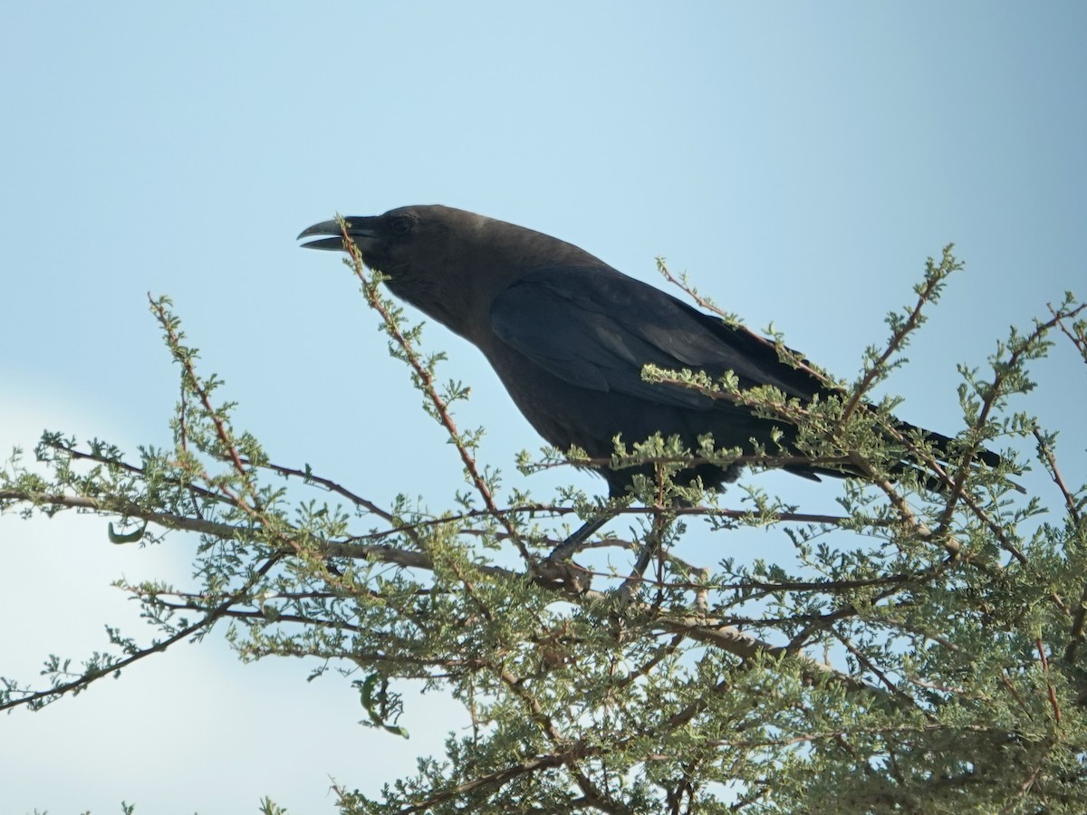 Brown-necked Raven - ML638197126