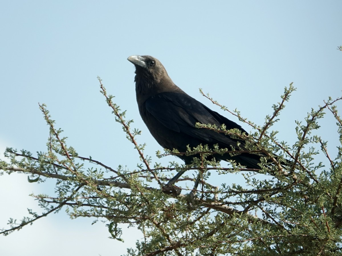 Brown-necked Raven - ML638197127