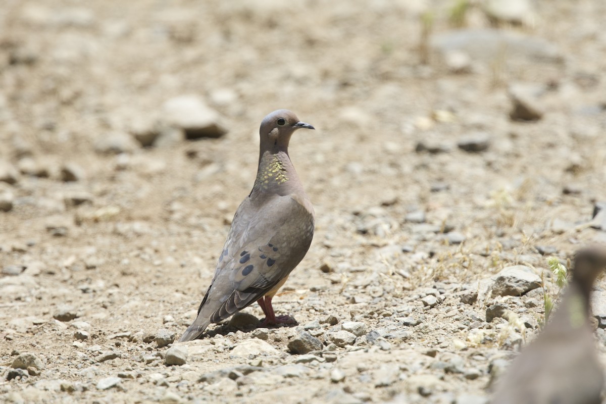 Eared Dove - ML638197129