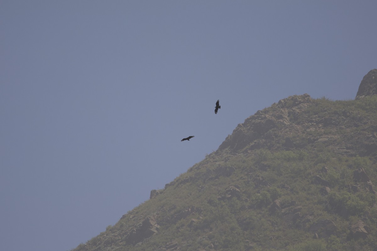 Black Vulture - ML638197135