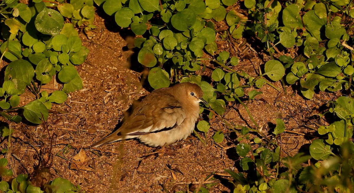 Colombe picui - ML638197140
