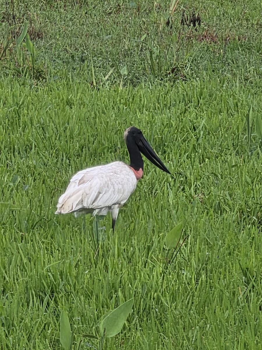 Jabiru - ML638197168