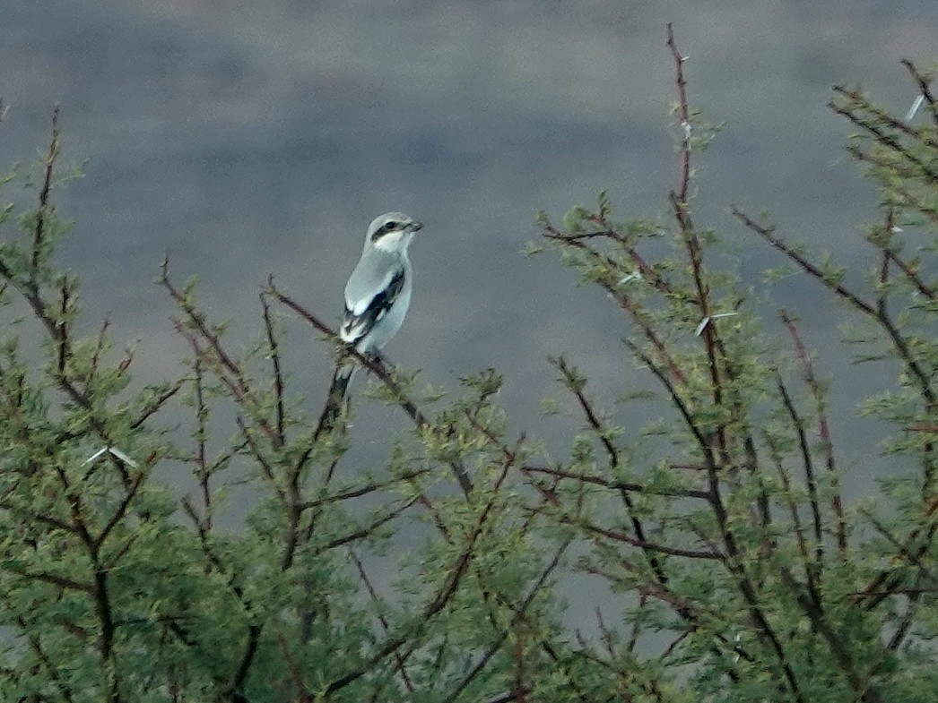 Great Gray Shrike (Sahara) - ML638197169