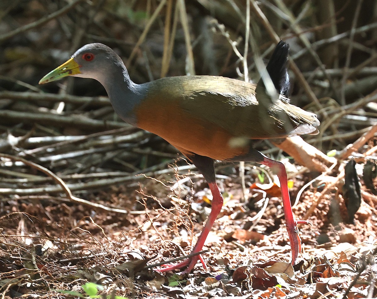 Gray-cowled Wood-Rail - ML638197176