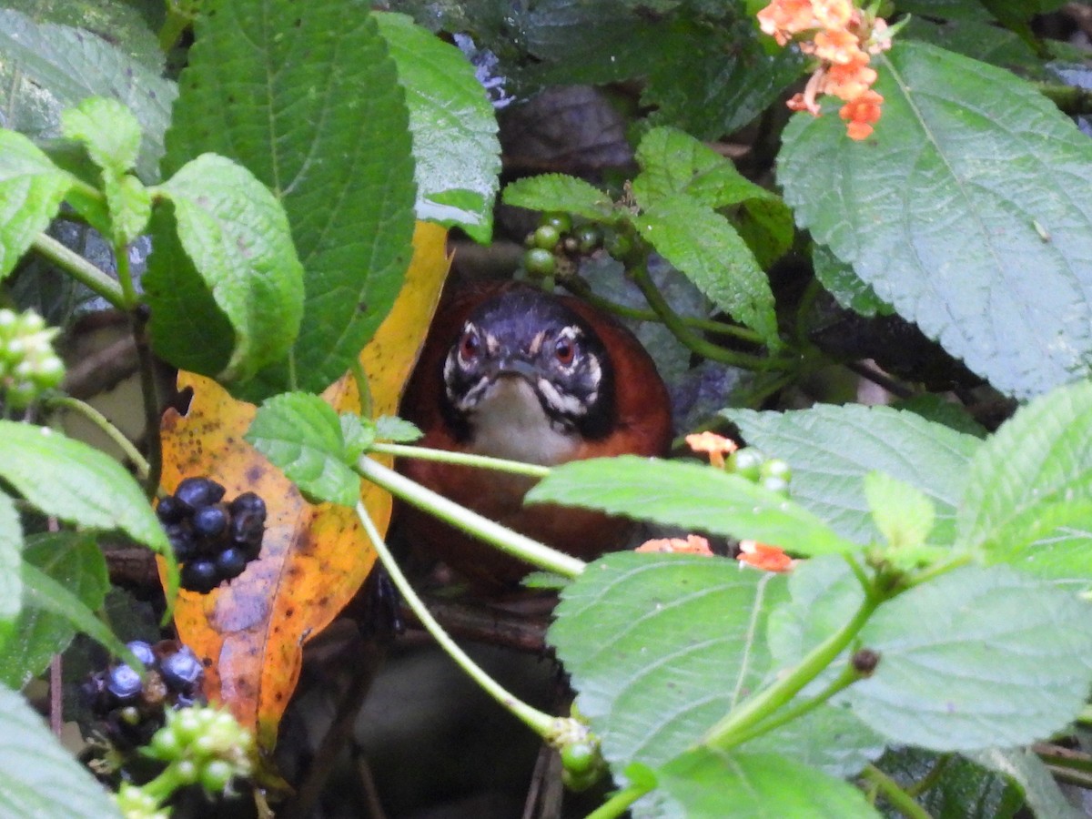 Bay Wren - ML638197184