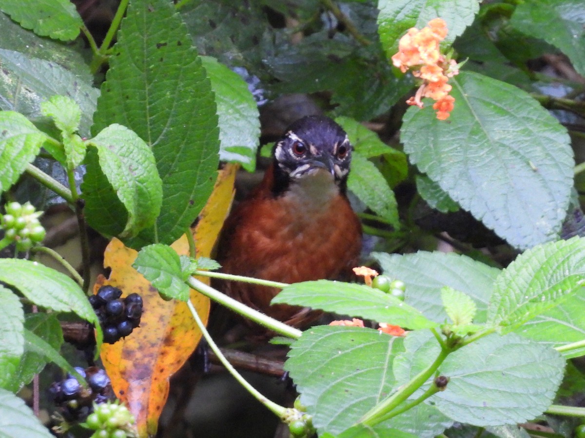 Bay Wren - ML638197185