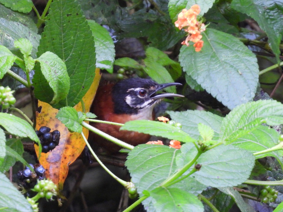 Bay Wren - ML638197186