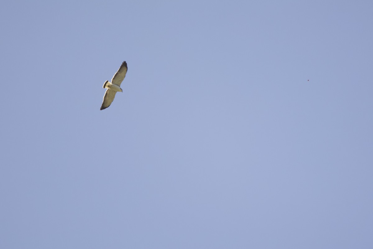 Variable Hawk - ML638197188
