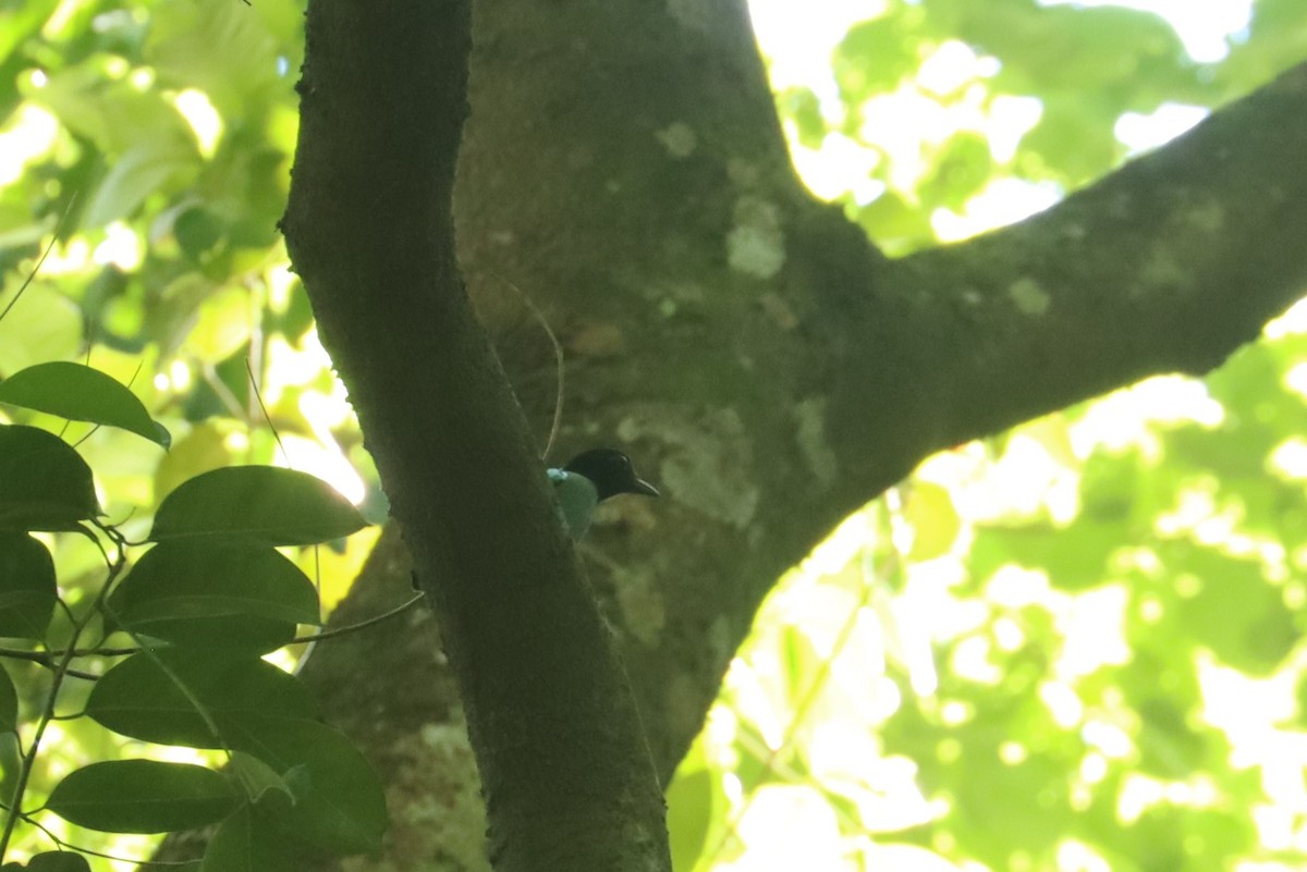 Western Hooded Pitta (Philippine) - ML638197189