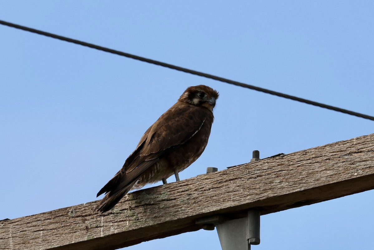 Brown Falcon - ML638197190