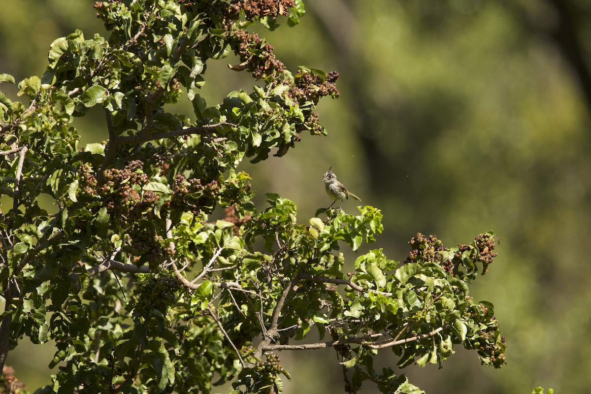 Tufted Tit-Tyrant - ML638197201