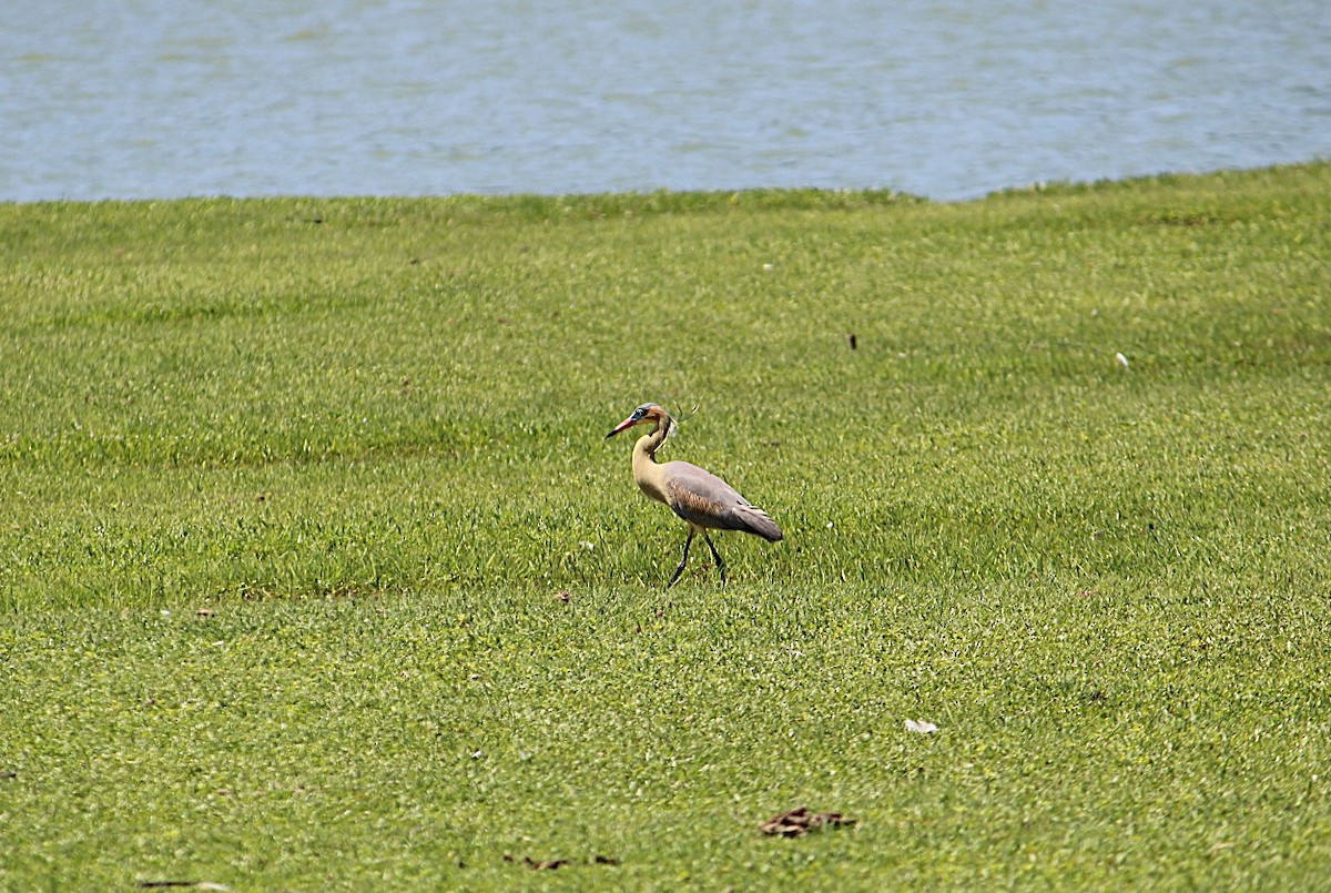 Whistling Heron - ML638197202