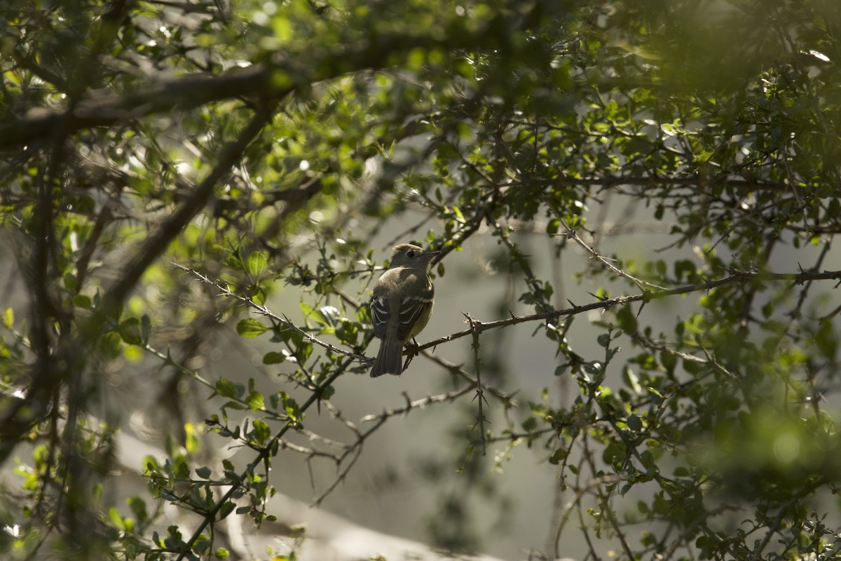 White-crested Elaenia (Chilean) - ML638197206