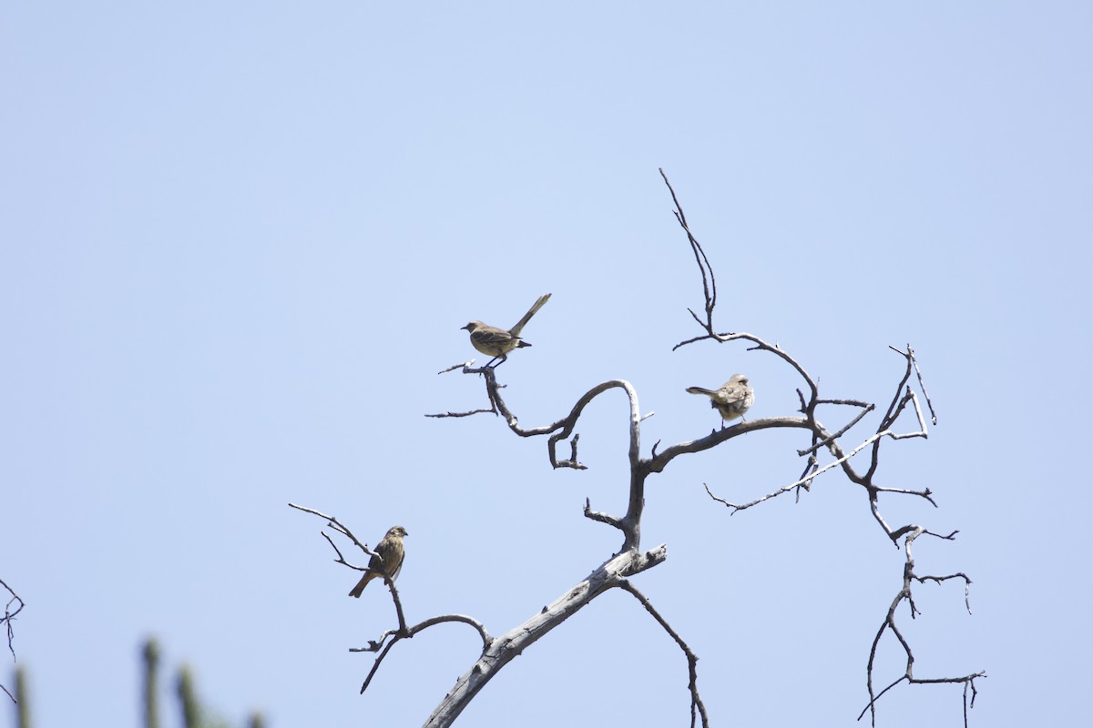 Chilean Mockingbird - ML638197212