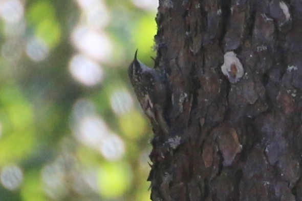 Brown Creeper - ML638197219