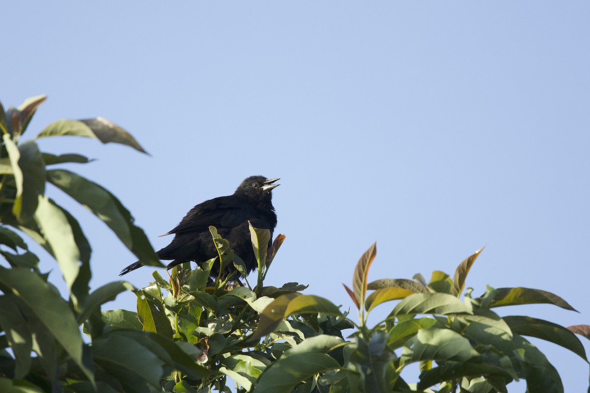 Austral Blackbird - ML638197243