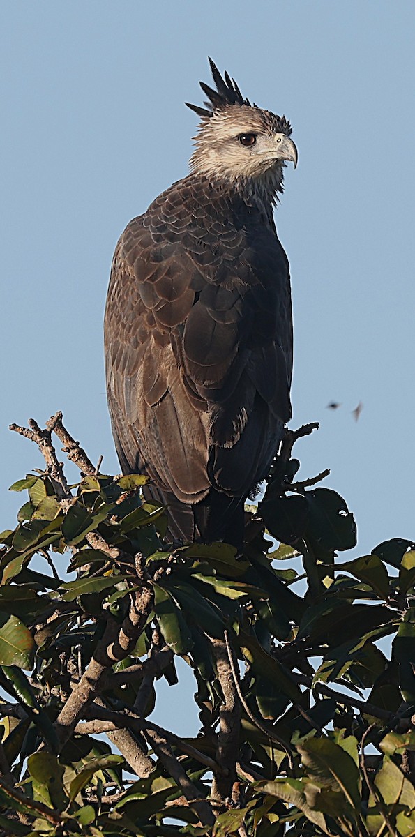 Chaco Eagle - ML638197245