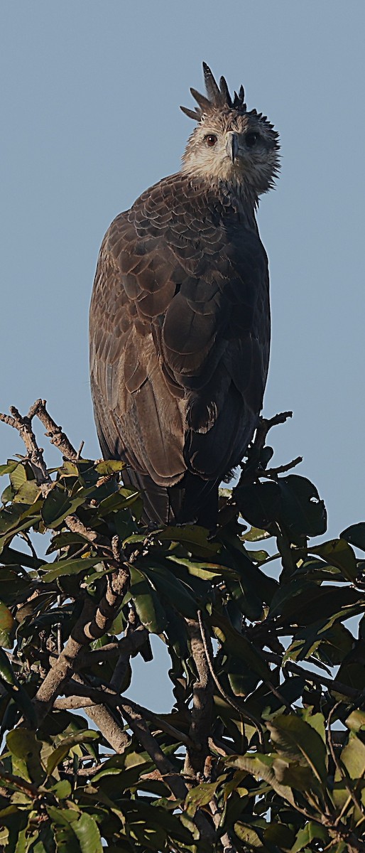 Chaco Eagle - ML638197247
