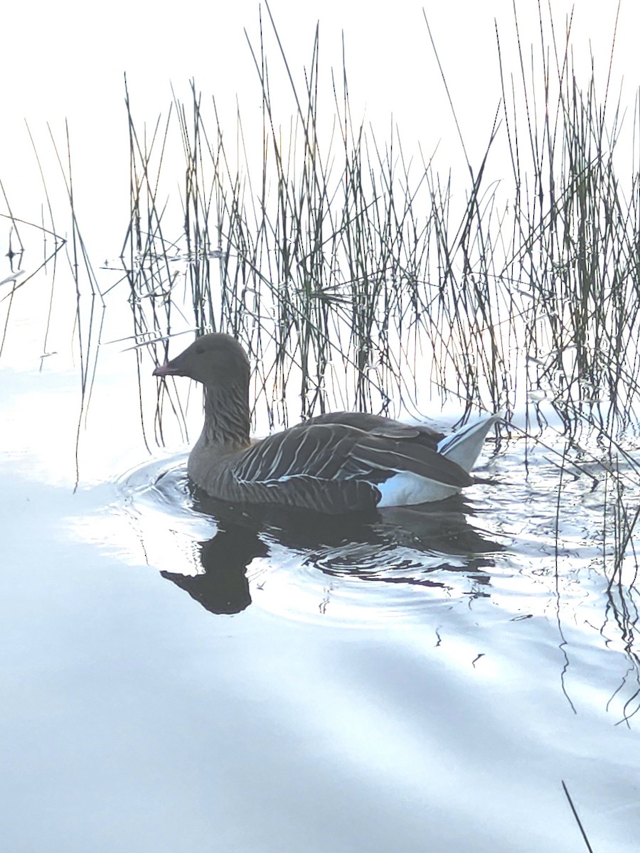 Pink-footed Goose - ML638197272