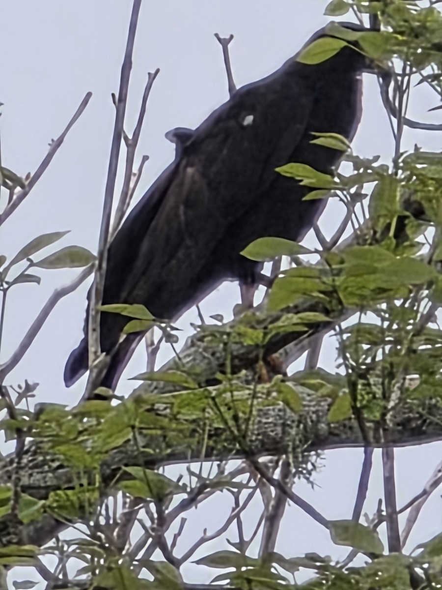 Common Black Hawk - ML638197283