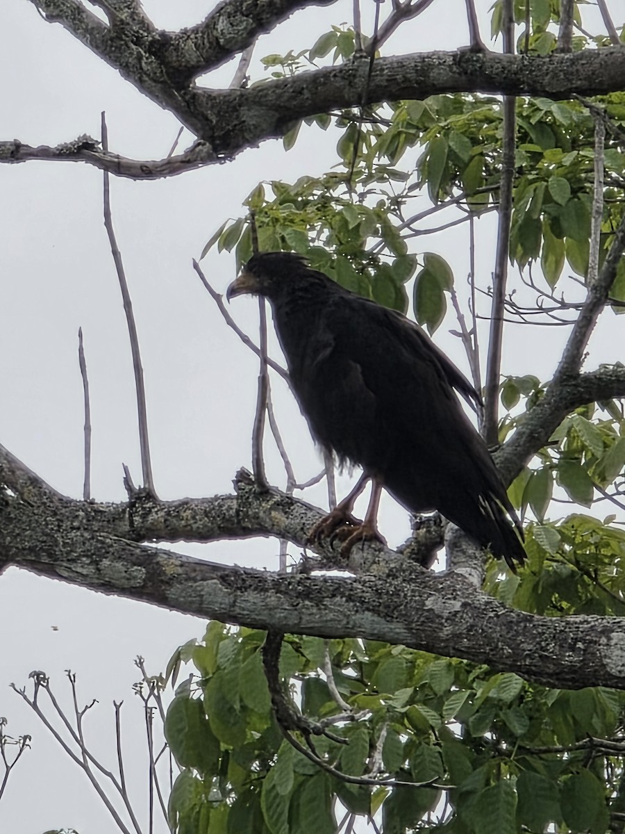 Common Black Hawk - ML638197302