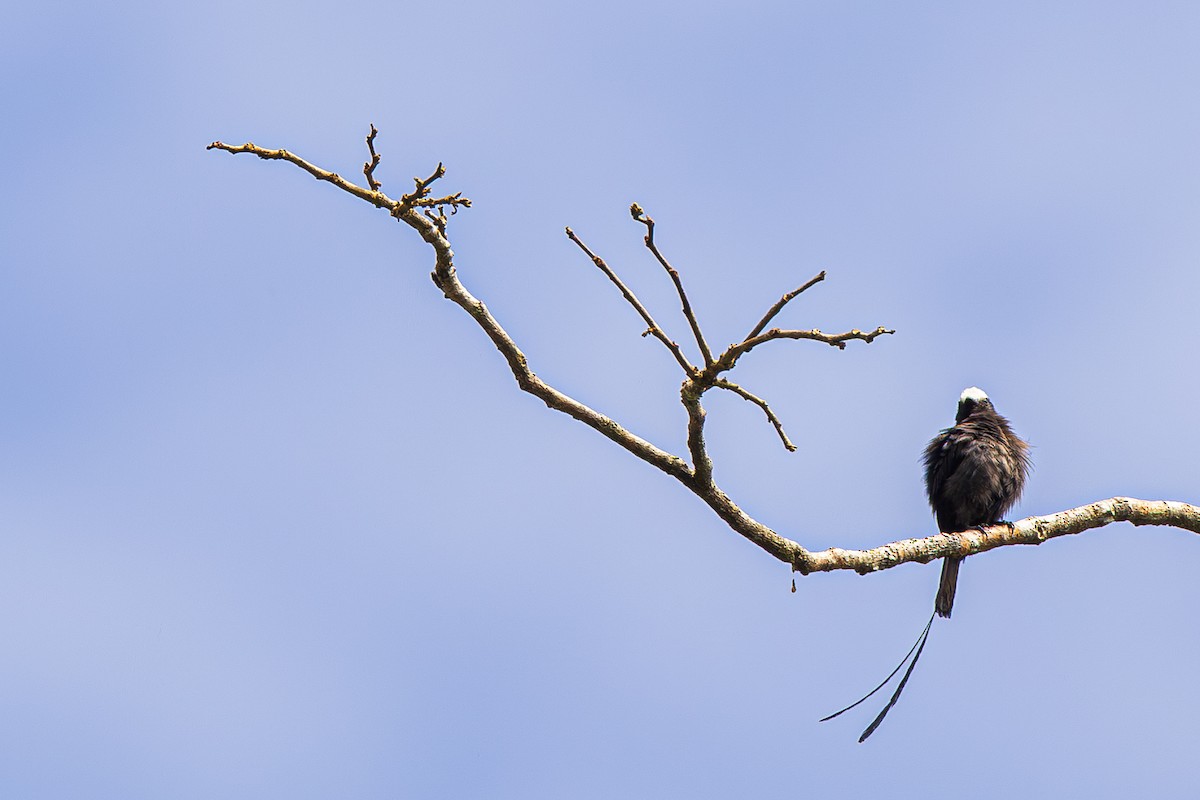 Long-tailed Tyrant - ML638197356