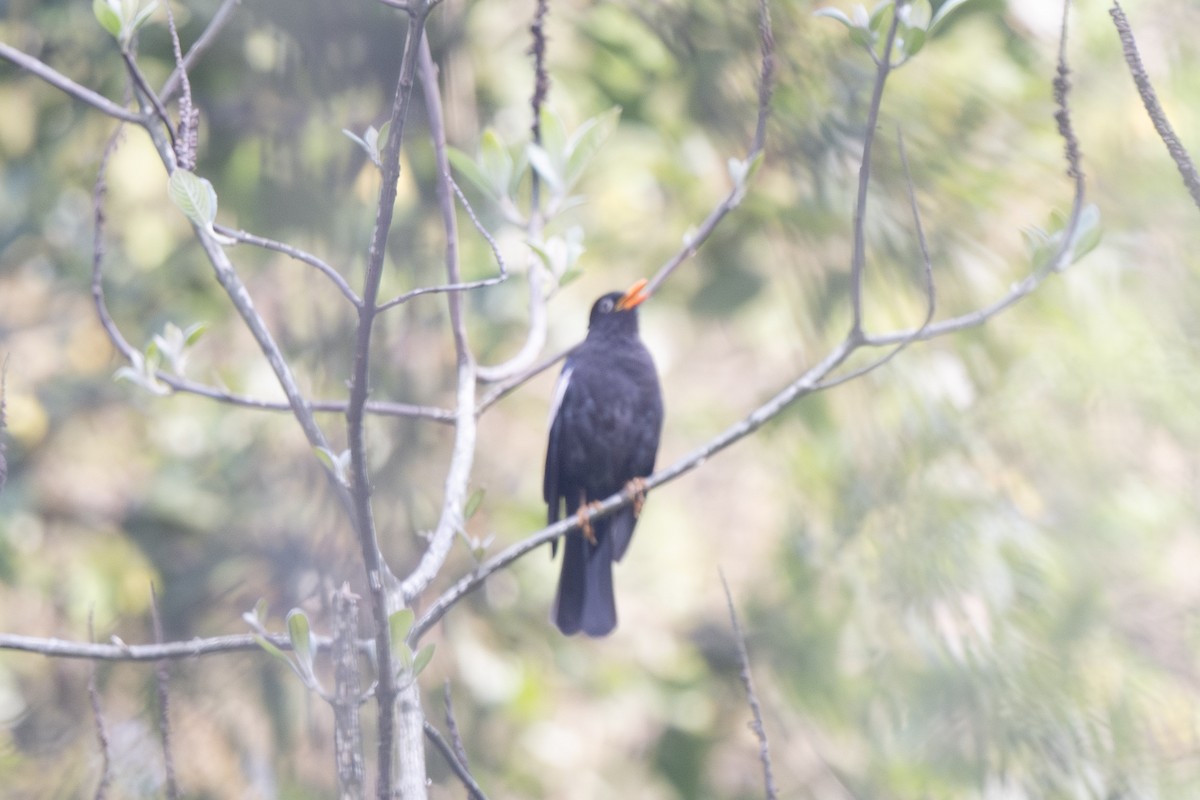 Gray-winged Blackbird - ML638197409
