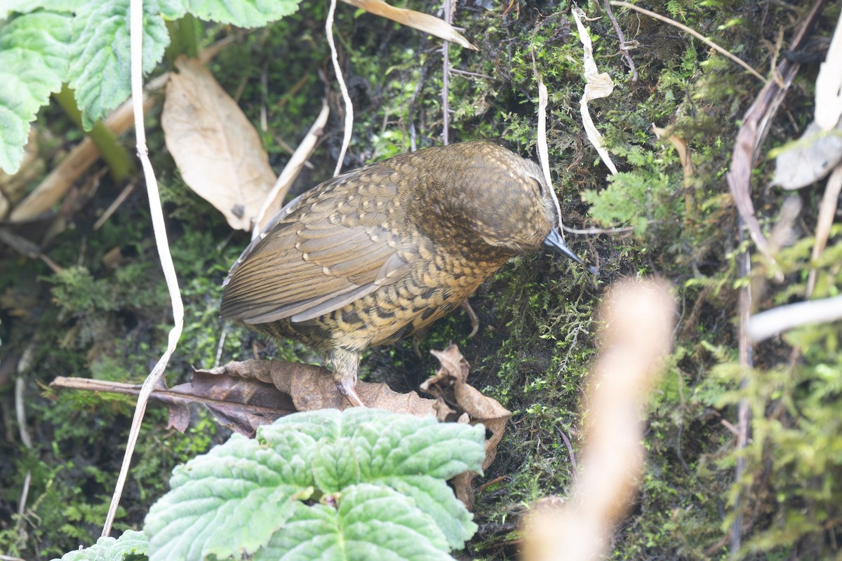 Pygmy Cupwing - ML638197435