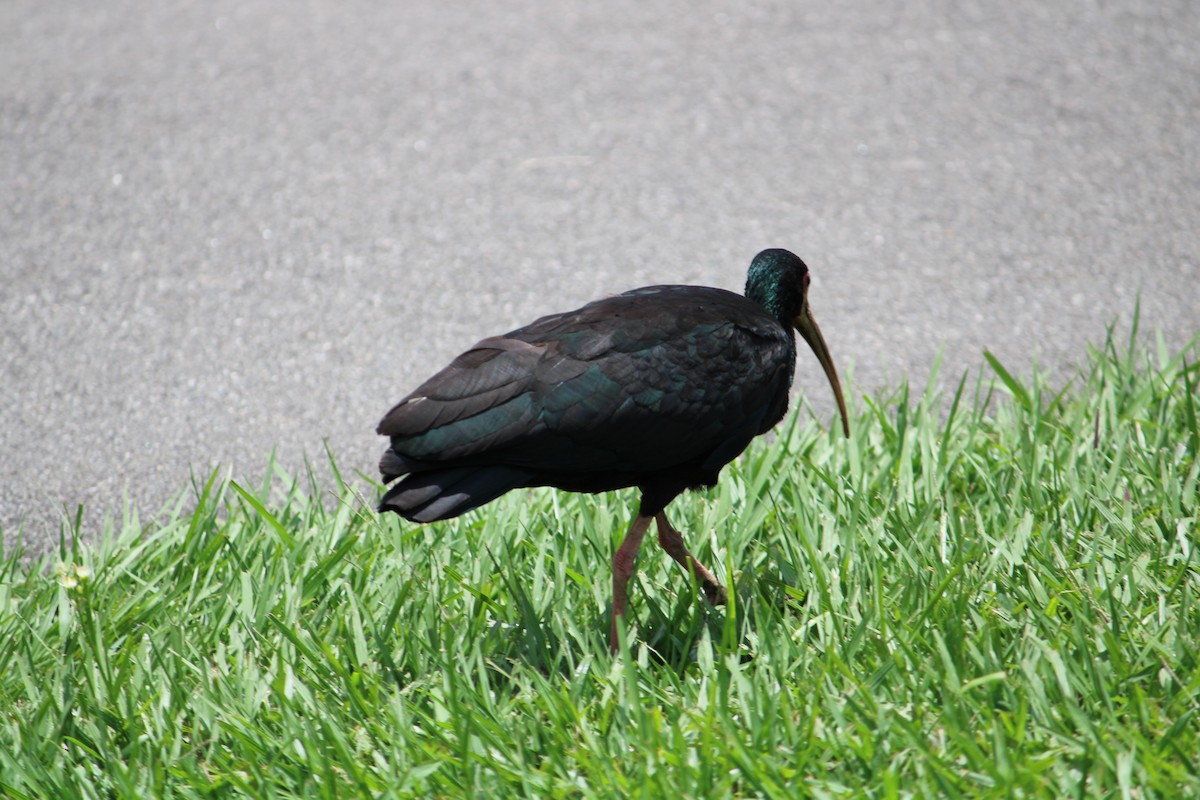 Bare-faced Ibis - ML638197454