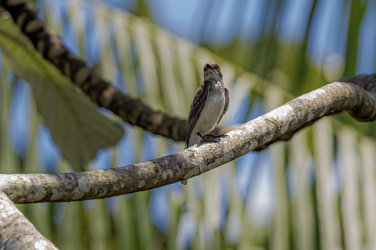 Southern Rough-winged Swallow - ML638197458