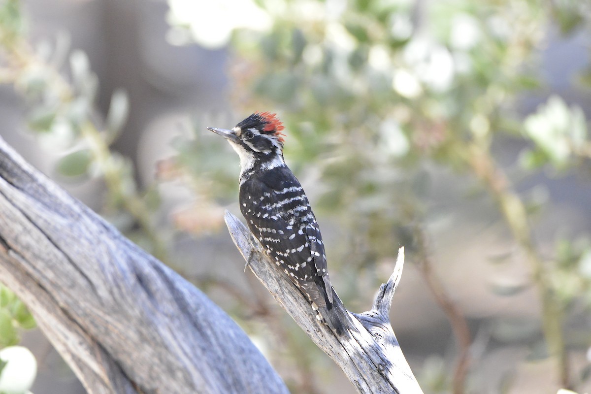 Nuttall's Woodpecker - ML638197507