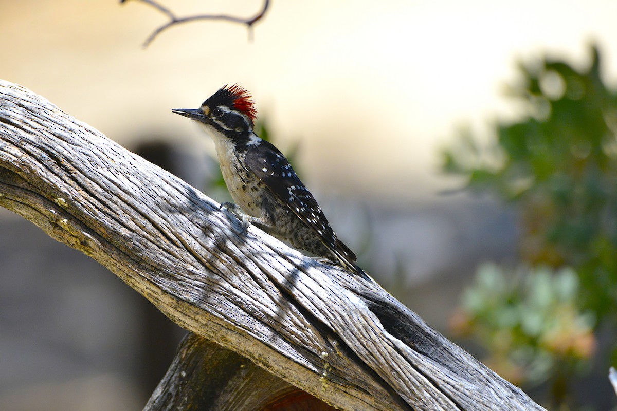 Nuttall's Woodpecker - ML638197512
