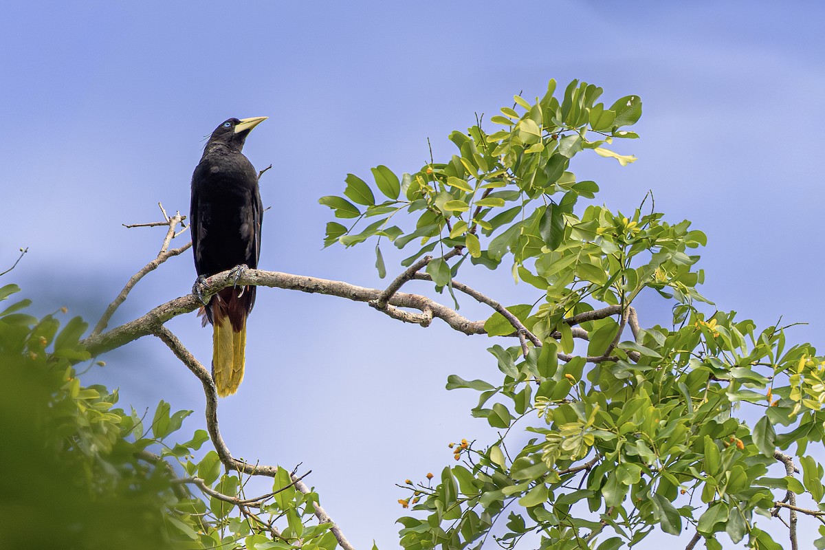 Crested Oropendola - ML638197522